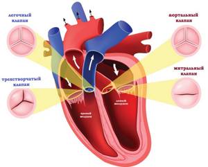 Фиброз клапанов сердца: причины, симптомы, диагностика, лечение, прогноз