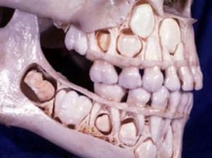 Регенерация зубов у человека: практика, технологии выращивания и регенерации новых молодых зубов вместо удаленных