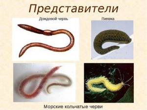 Кольчатые паразитические черви