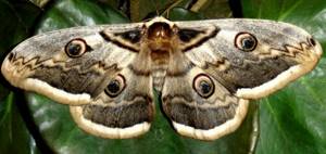 Особенности ядовитых бабочек: как распознать опасность